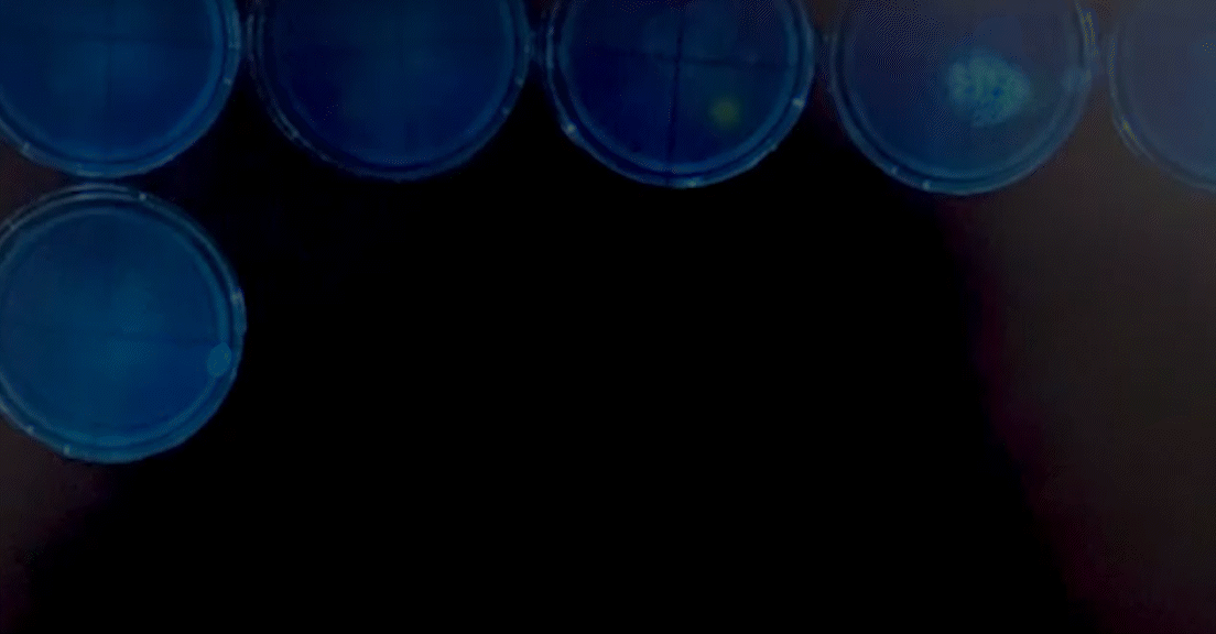 24 hour timelapse of soil bacteria growth