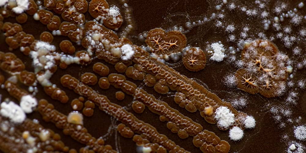 soil under microscope